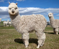 放牧されているアルパカの画像